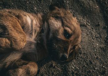 Bergamo, crudeltà verso gli animali: cane legato a un calorifero e lasciato morire di fame: denunciato un 27enne