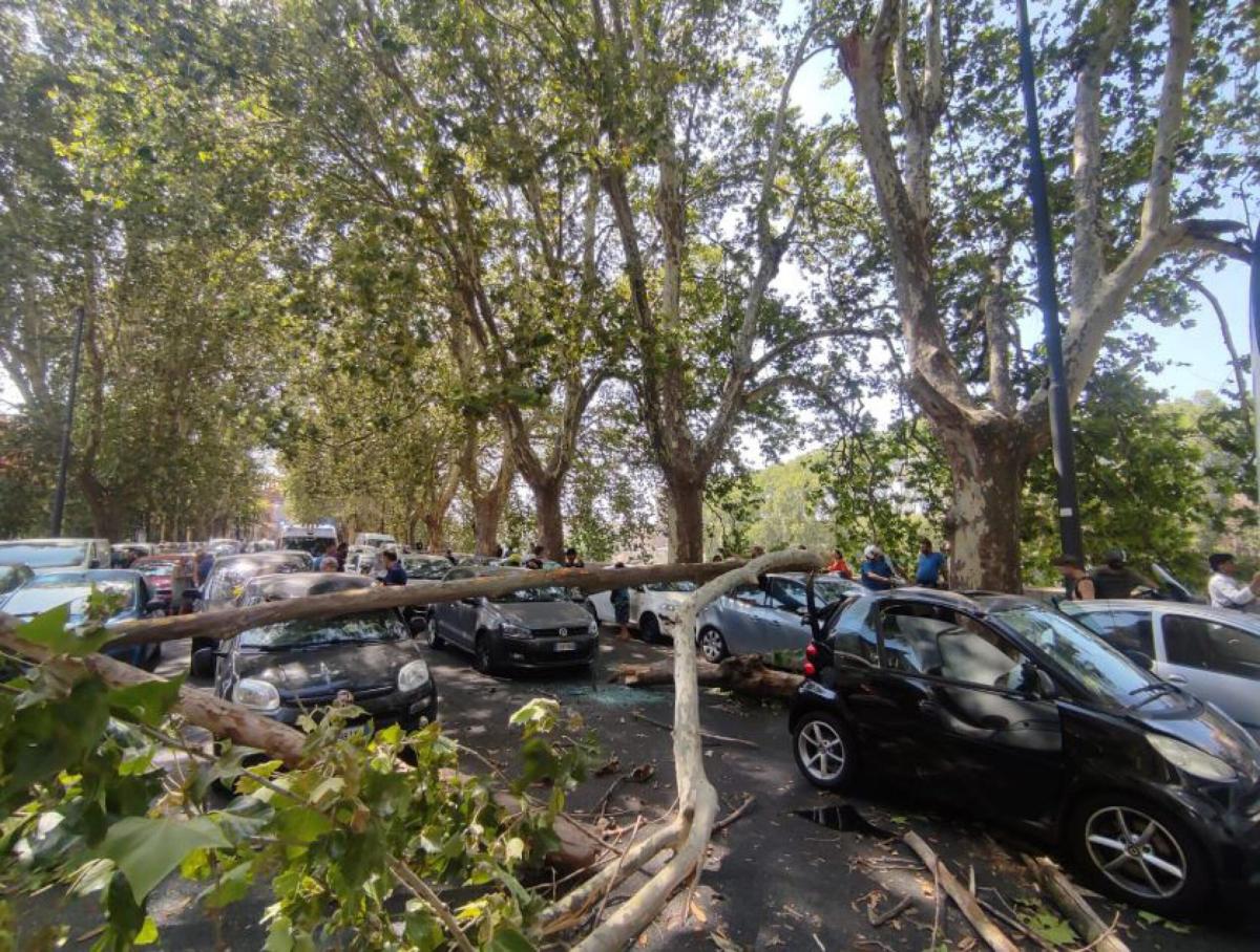 Roma, cade albero sul Lungotevere: ferite due persone, danni a diec…