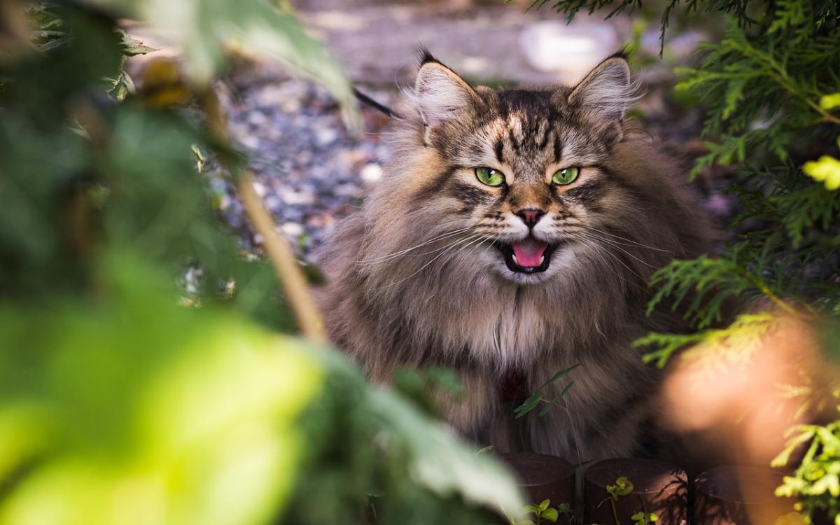 Come tenere lontani i gatti da giardini e terrazzi? Consigli e strategie