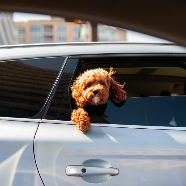 Come trasportare il cane in auto? Cosa dice la legge e i consigli per un viaggio sereno