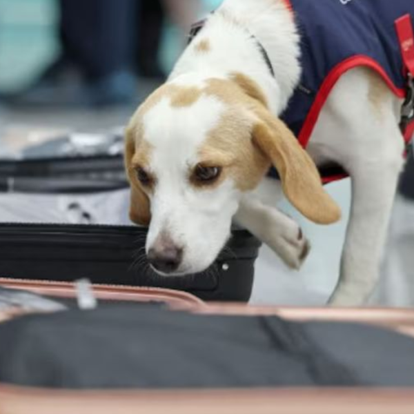 Olimpiadi Parigi 2024, timore per l’arrivo delle cimici da letto in Corea del Sud: l’aeroporto di Seul usa un cane per individuare i parassiti | VIDEO