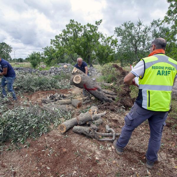 Xylella, biosensori per intervenire sul batterio prima che sia troppo tardi