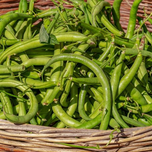 Fanno bene i fagiolini? I cinque benefici per la dieta di tutti i giorni