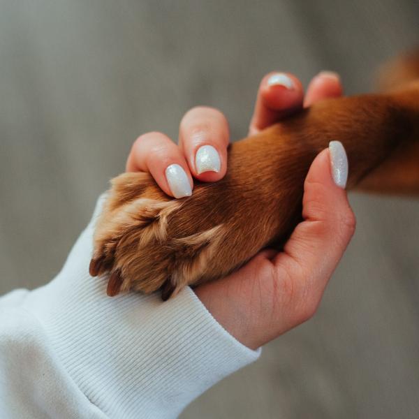 Uno studio rivela che i cani ascoltano le donne meglio degli uomini