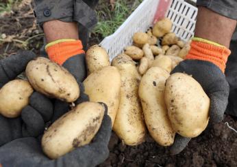 Ue, agricoltura 3.0: si va verso l’adozione di nuove tecniche genomiche