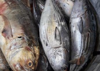 Voglia di pesce? Ecco le ricette con l’ombrina