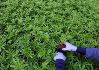 Irpinia, sequestrate serre di cannabis con oltre 2500 piante: in ma…