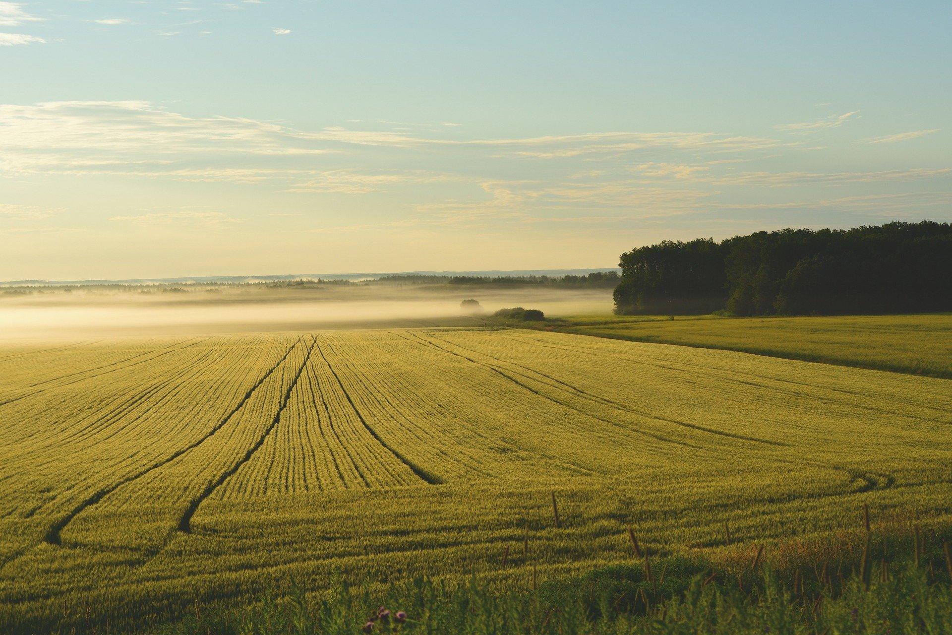 Agricoltura 4.0 e sostenibilità: la situazione in Italia