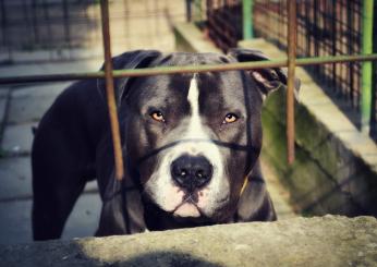 Monza, pitbull aggredisce i padroni: feriti madre e figlio