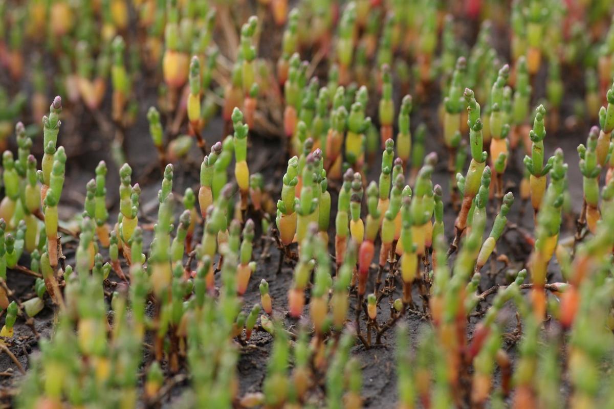 Che cos’è la salicornia: le 5 proprietà per la salute di tutta la f…