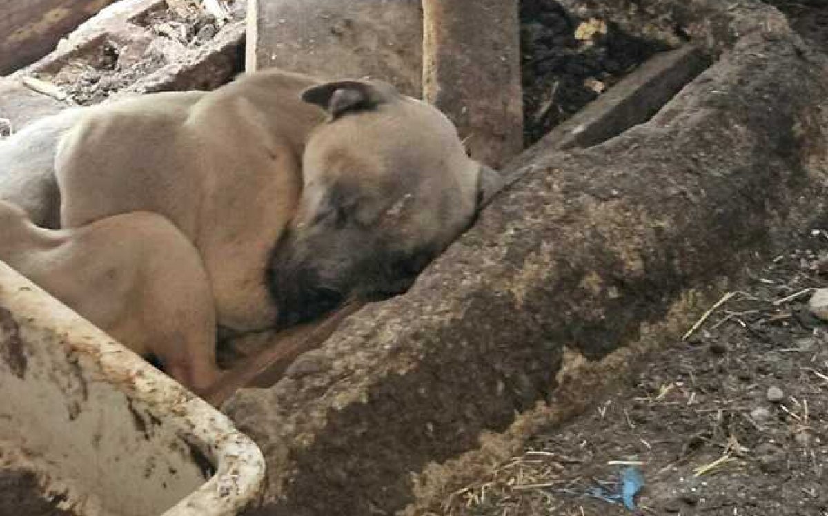 Puglia, cani pelle e ossa in un recinto e uno già morto: orrore in un terreno a Tricase