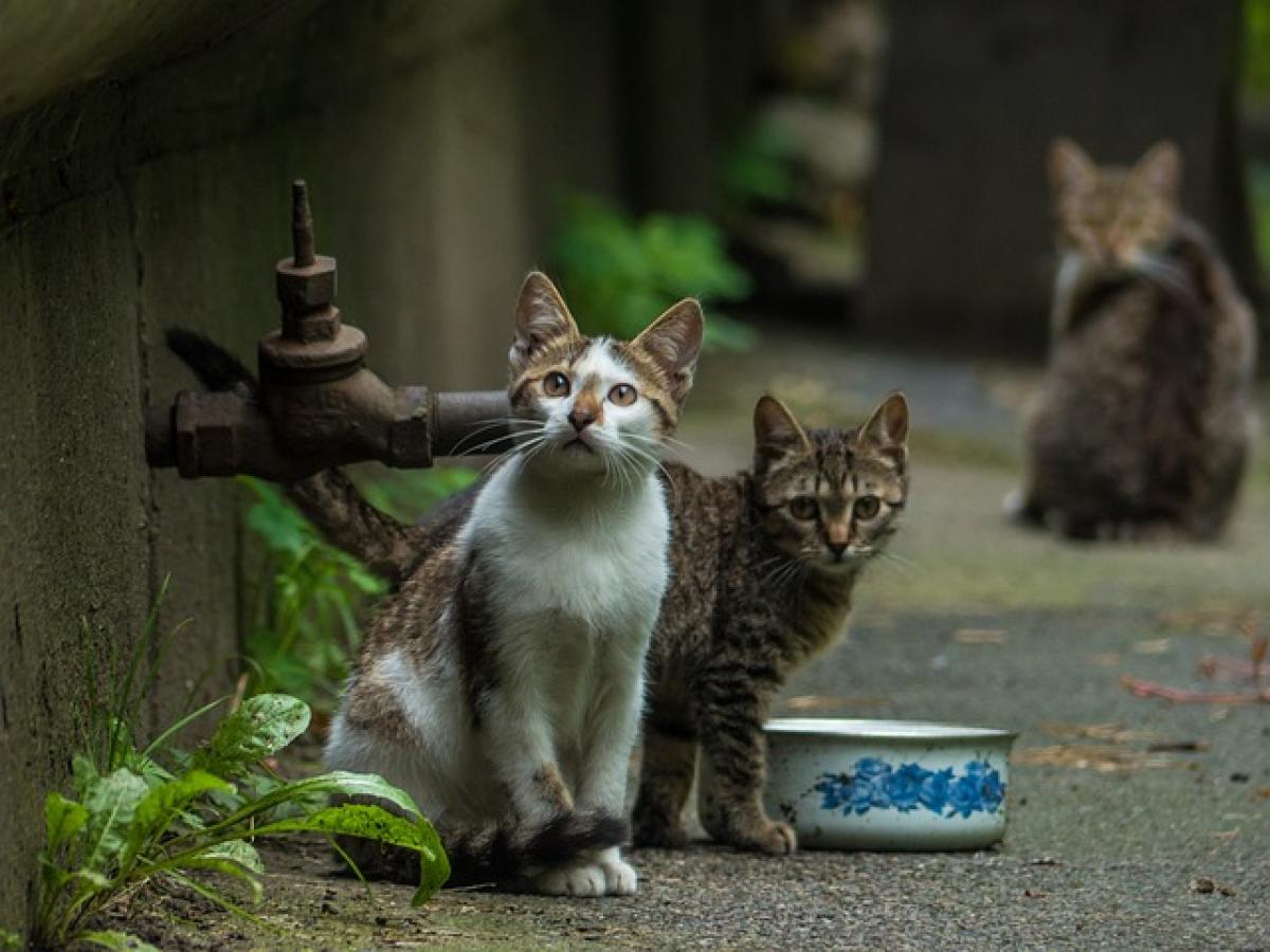 Barletta, gatto randagio ucciso da petardi in centro città: “Creatura massacrata”. La denuncia