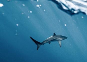 Livorno, avvistato uno squalo da due pescatori: il video è virale