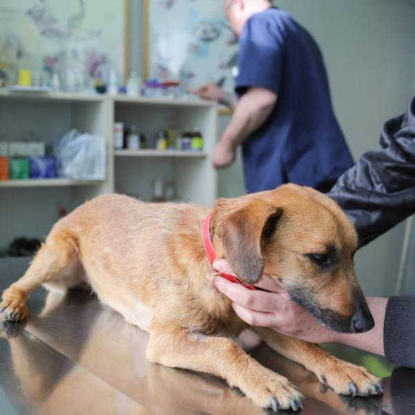 Detrazione spese veterinarie per gatti e cani domestici nel 730