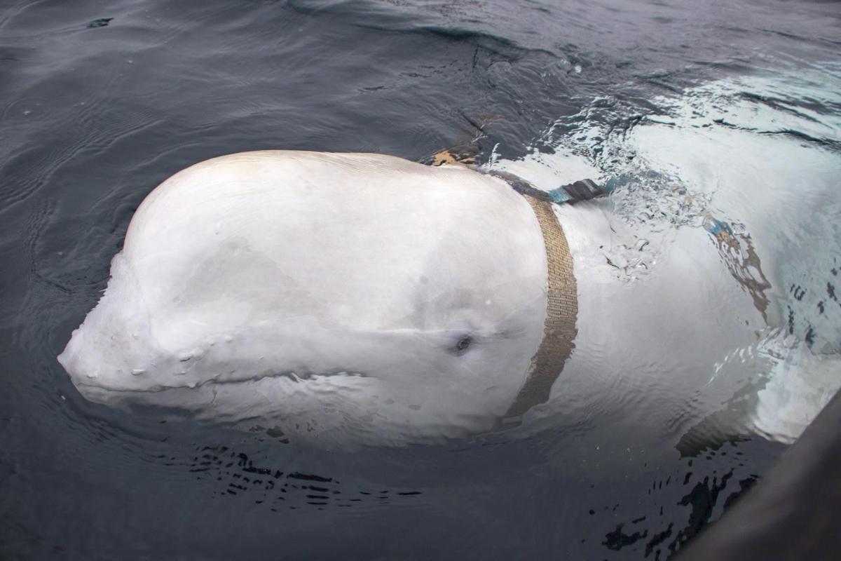 Svezia, riappare la balena accusata di essere… una spia russa