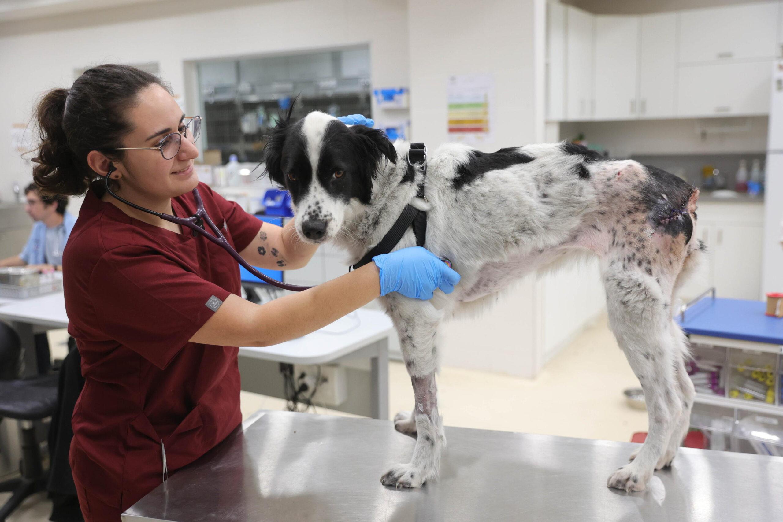 ATS Milano concorso veterinario