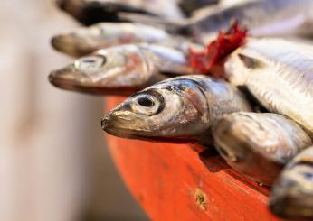 Pesce cavallo, le ricette da scoprire