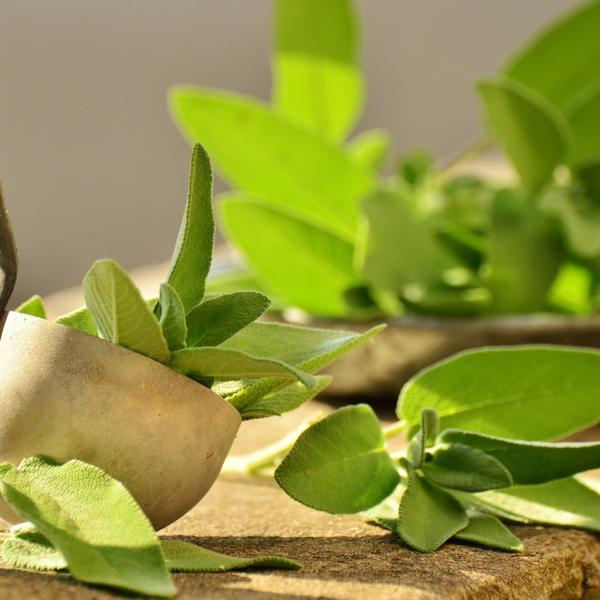 Salvia per i capelli, come usarla per una chioma pulita e sana: 5 metodi e consigli