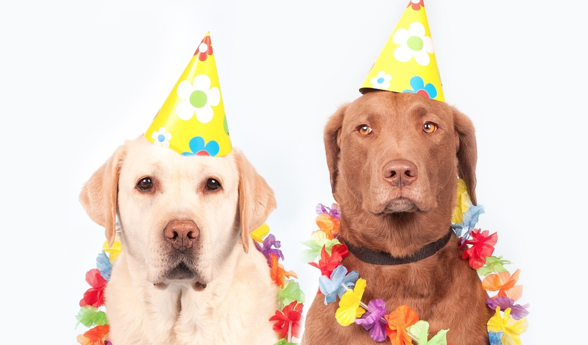 Come si organizza una festa di compleanno per cani? Consigli per un dog party indimenticabile