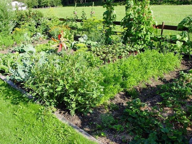 Cosa piantare a marzo e come preparare la terra: ecco quali fiori e ortaggi coltivare