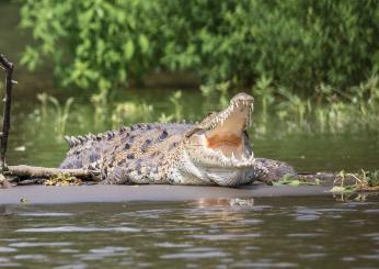 Florida, donna uccisa da alligatore mentre era a passeggio con il s…