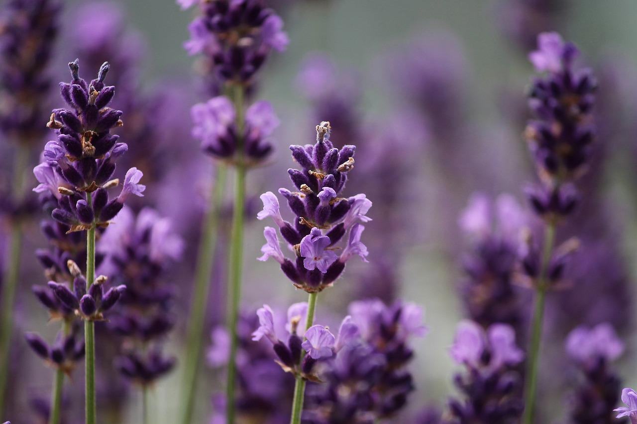 biscotti alla lavanda