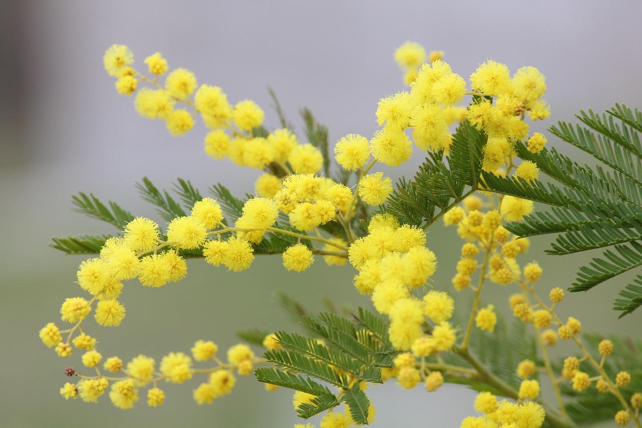 Una festa della donna speciale con la crostata mimosa al limone