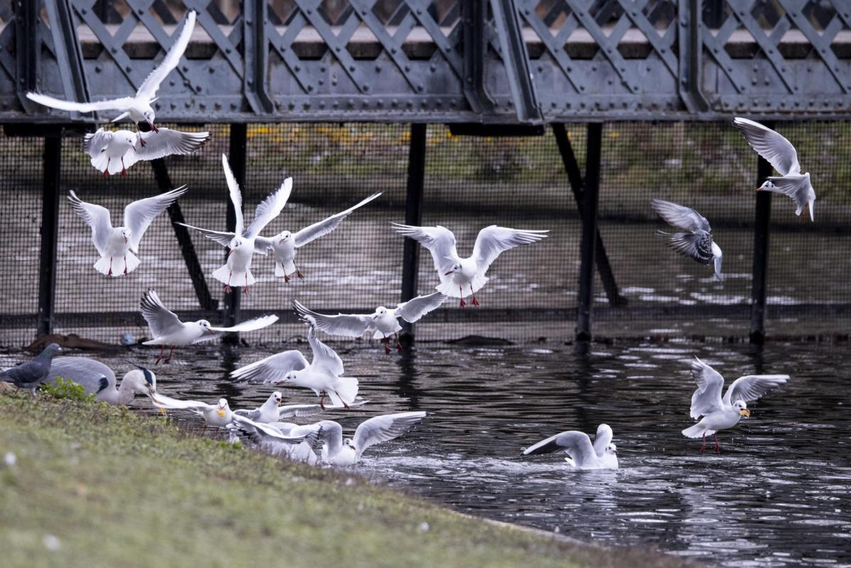 Influenza aviaria sul Lago di Garda: morti decine di esemplari di g…