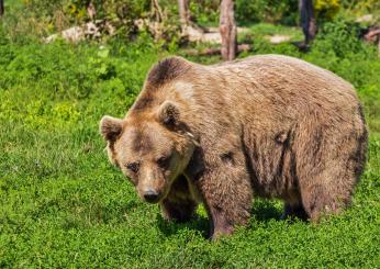 Ucciso da orso: oggi esito esame Dna, poi al via la caccia