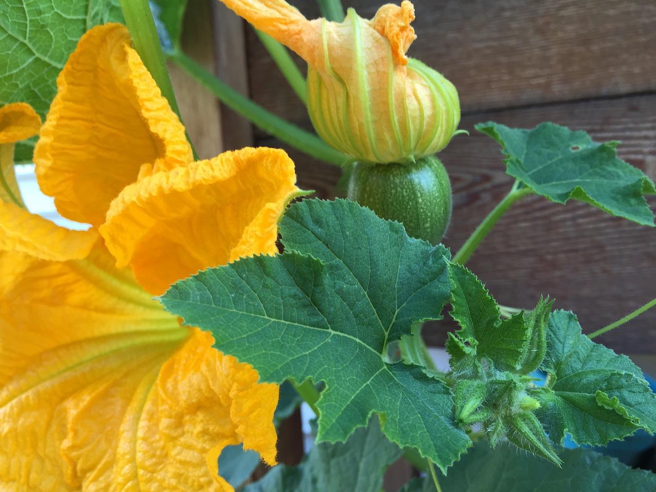 Come cucinare i fiori di zucca con la pasta