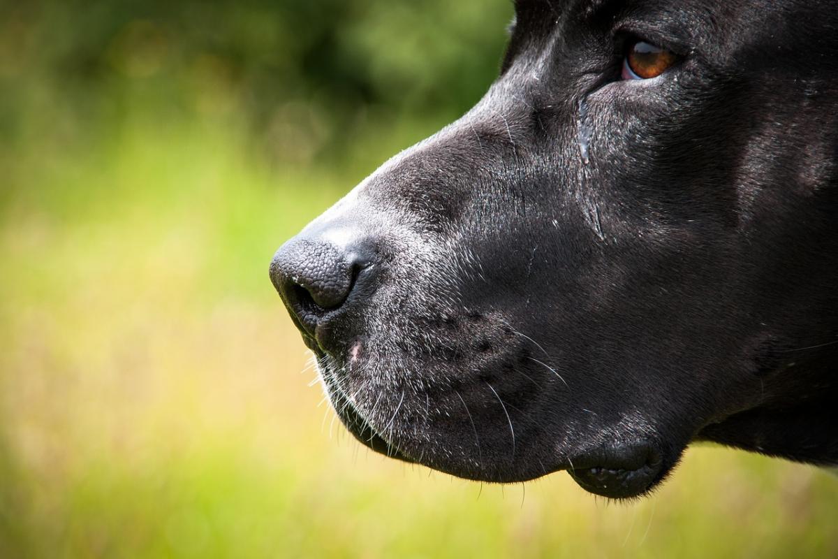 Cane bruciato a Palermo, il padrone di Aron non potrà più avere animali. Il sindaco Lagalla firma l’ordinanza estesa anche ai conviventi dell’uomo