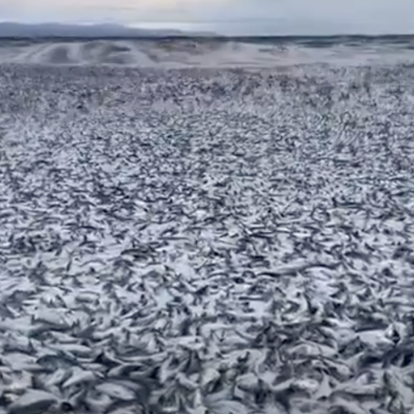 Giappone, pesci morti sulla costa di Hakodate: la causa e le indagini delle autorità | VIDEO