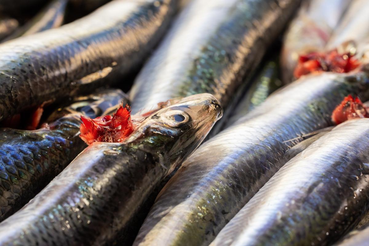 Cos’è l’Anisakis, come riconoscerlo e ucciderlo e quali sono sintom…