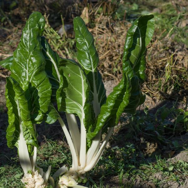 Mangiare sano e buono: come cucinare le bietole