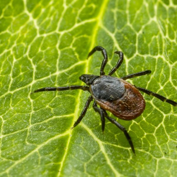 Allarme zecche, aumentano i casi di encefalite: quali sono le zone a rischio e come difendersi