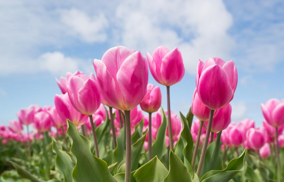 Quali fiori piantare in giardino a marzo