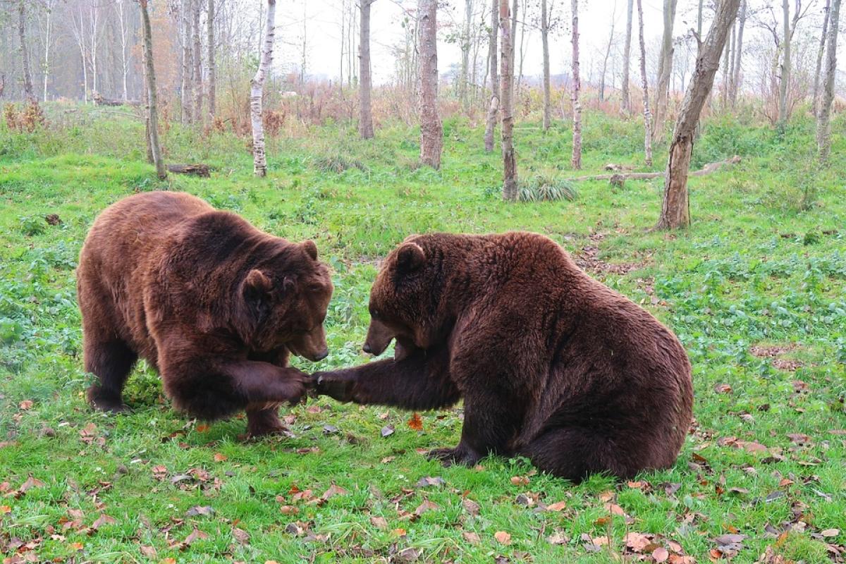 Quanto vive un orso bruno? Aspettativa di vita in natura e in catti…