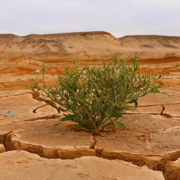 Cambiamento climatico, allarme Onu per nuove ondate di calore da record: aumentano i rischi per la salute