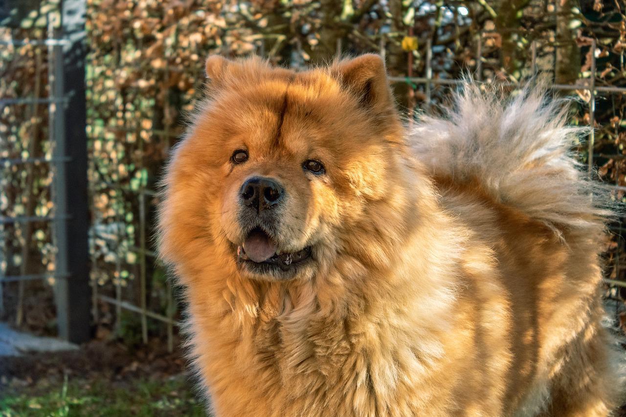 Porto Empedocle: cane Chow Chow azzanna il padrone