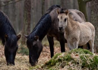 Palermo, corsa clandestina di pony finisce con uno schianto: il video che indigna