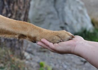 Milano, malato terminale chiede di vedere per l’ultima volta la sua cagnolina: l’emozionante incontro in ospedale | FOTO