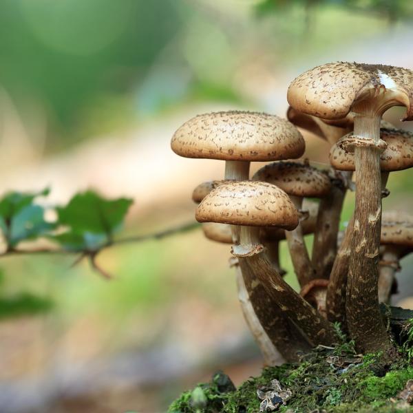 Micoterapia, quali sono le proprietà dei funghi medicinali e che controindicazioni hanno