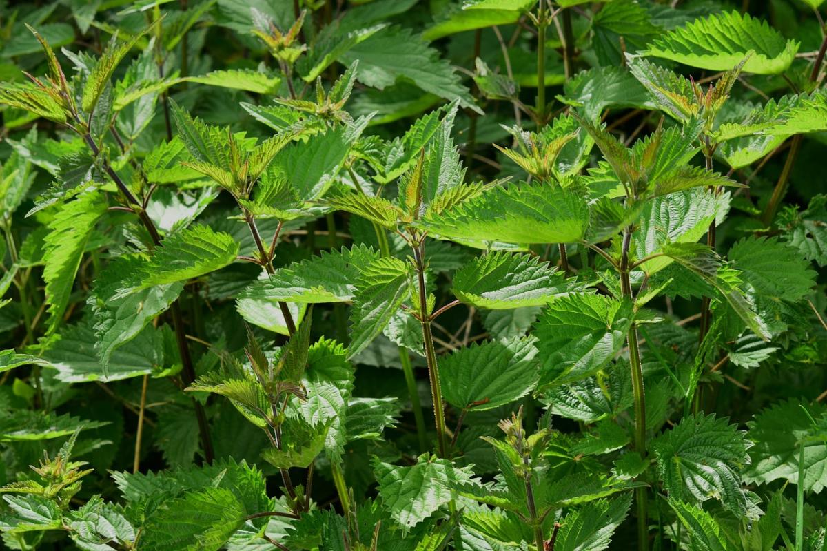 La primavera nel piatto: gli gnocchi alle ortiche