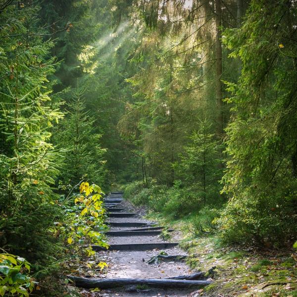 Qual è la foresta più bella in Italia: le altre 5 da conoscere