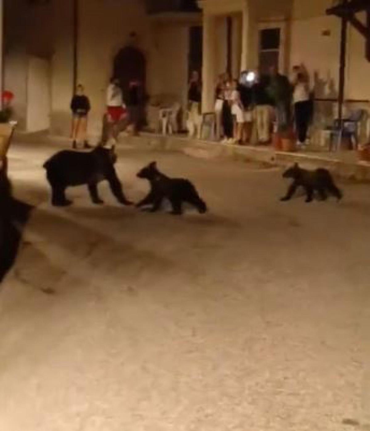 Orsa Amarena, cuccioli dispersi: le ultime notizie