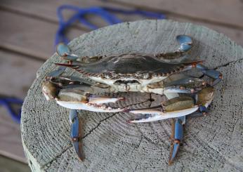 Nuova specie di granchio blu nel Mare Adriatico, i ricercatori: “Va monitorato”