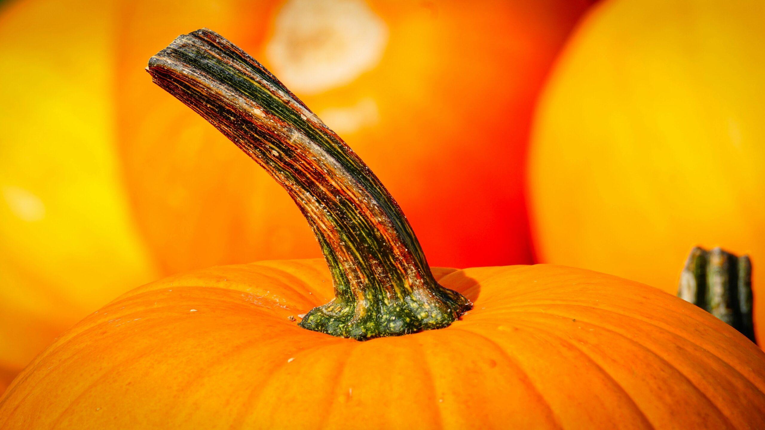 Autunno goloso con la torta salata zucca e gorgonzola