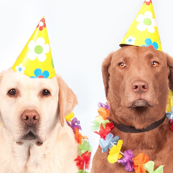 Come si organizza una festa di compleanno per cani? Consigli per un dog party indimenticabile