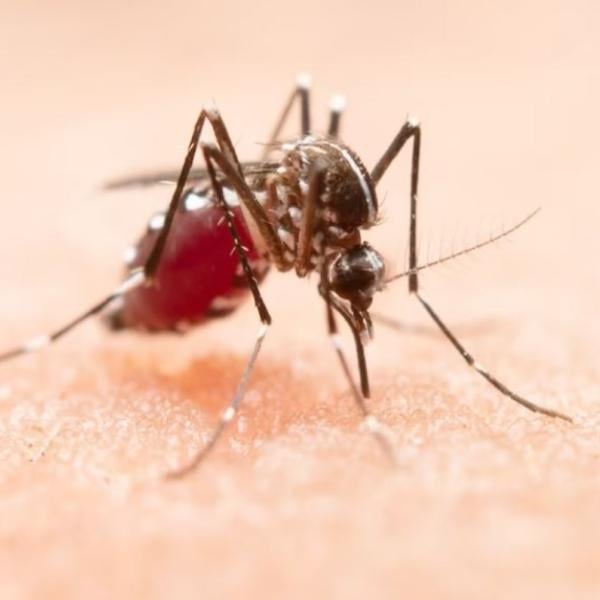 Si muore di Virus West Nile? Cosa fare se si sospetta un’infezione …