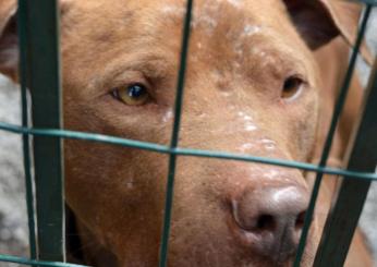 Imperia, bimbo di due anni morso da un pitbull: è grave in ospedale